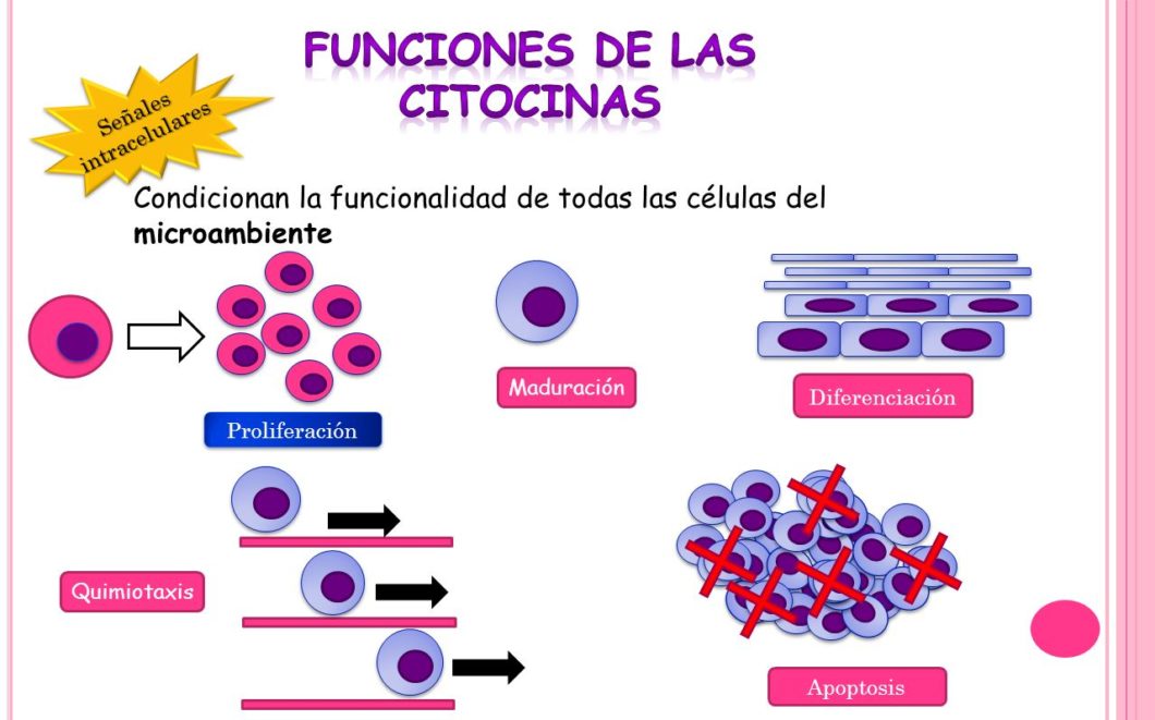 Citoquinas (exclusivo pacientes con receta) - Image 2