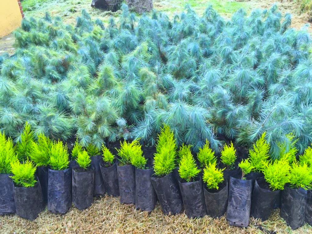 Pino Azul Méxicano Natural Vivo Para Reforestar (pinus maximartinezii rzedowski) CON ENVIO INCLUIDO - Image 4